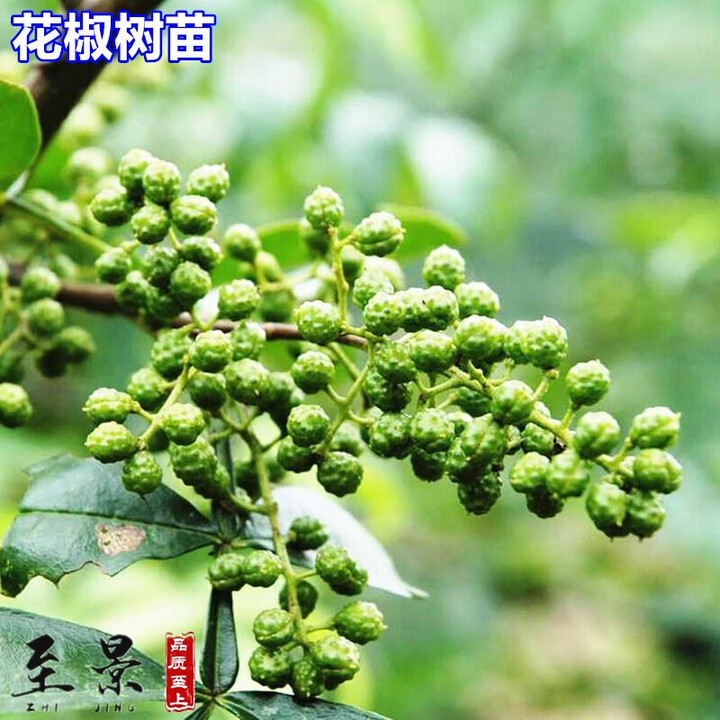 花椒苗大红袍狮子头秦安1号青花椒树苗麻椒高产庭院耐旱当年结果 6#九叶青【图片 价格 品牌 报价】-京东