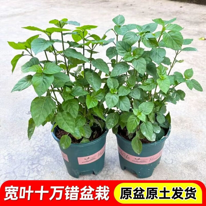 宽叶十万错中药材苗阳台庭院楼顶花卉宽叶十万错药材苗菜四季种植 宽叶十万错1簇20-25厘米无盆(2苗/簇)【图片 价格 品牌 报价】-京东
