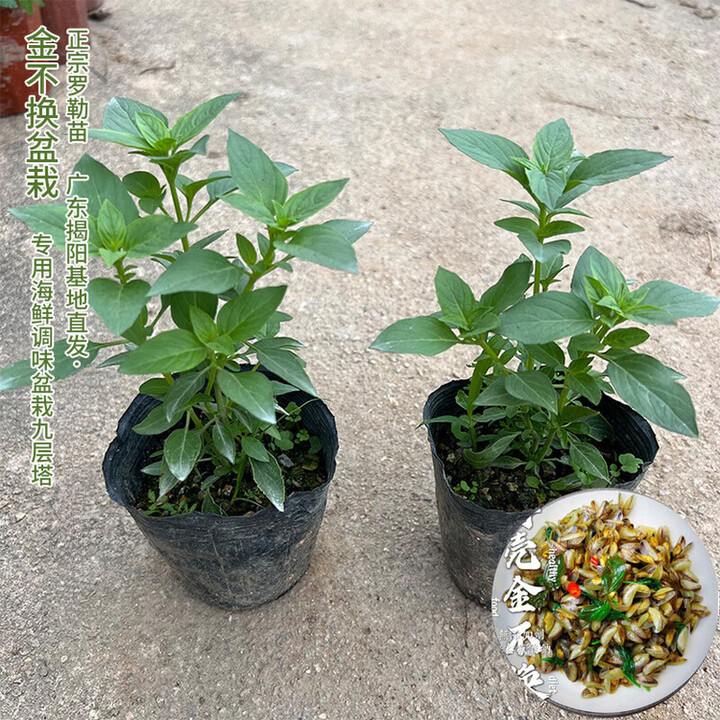 正宗潮汕金不换苗食用九层塔盆栽鱼香菜苗罗勒海鲜调料菜香料植物 九层塔/金不换·高15-20cm特惠2棵·(可食用 不含盆【图片 价格 品牌 ...