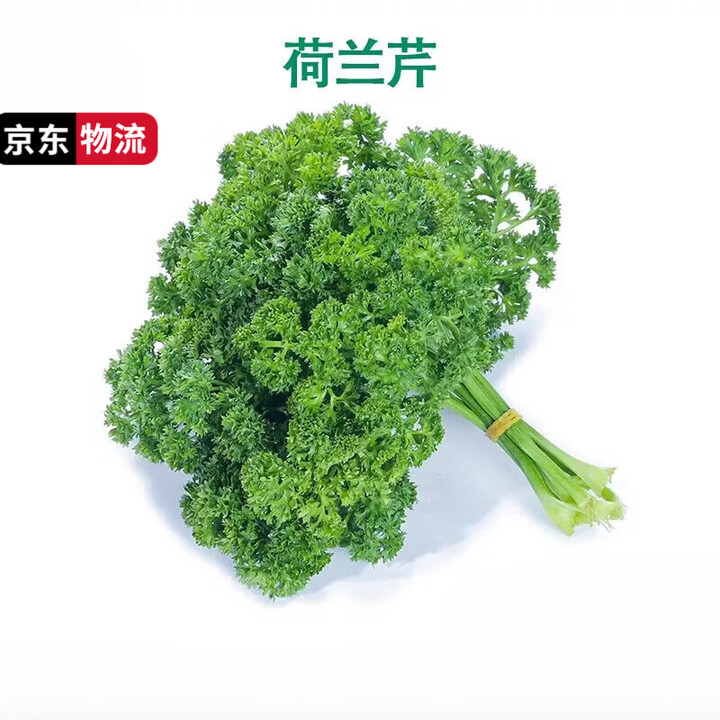蔬出派新鲜法香荷兰芹欧芹西洋芹摆盘装饰酒店新鲜蔬菜 500g【图片 价格 品牌 报价】-京东