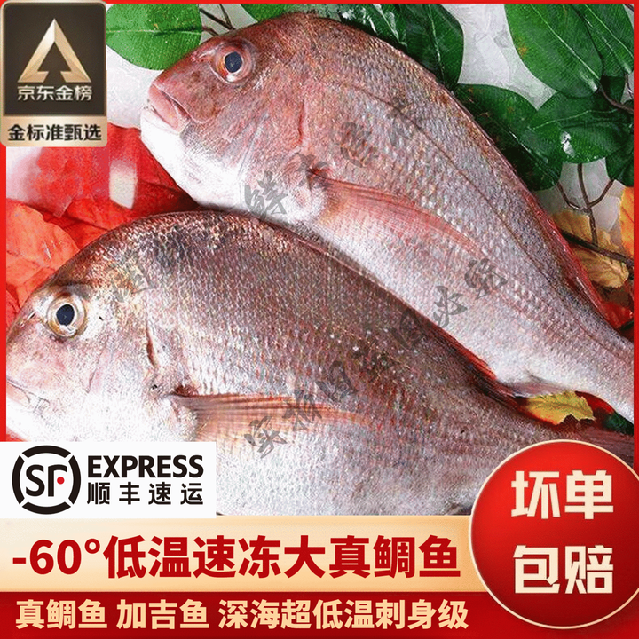 果木岛 超大东海真鲷鱼 鲜活速冻加吉鱼铜盆鱼刺身鱼 大鱼整条2斤3斤5斤 【大真鲷鱼3斤一条】 零下60度超低温速冻【图片 价格 品牌 报价】-京东
