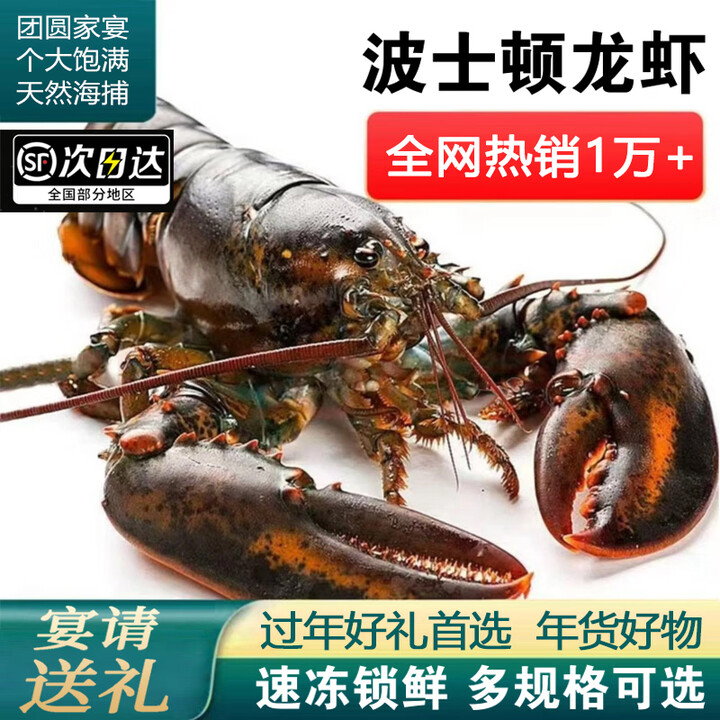 品食伯鲜活速冻波士顿龙虾生冻新鲜水产大波龙澳洲龙虾海鲜礼盒春节年货 【两只装】750-1000g*2只波龙【图片 价格 品牌 报价】-京东