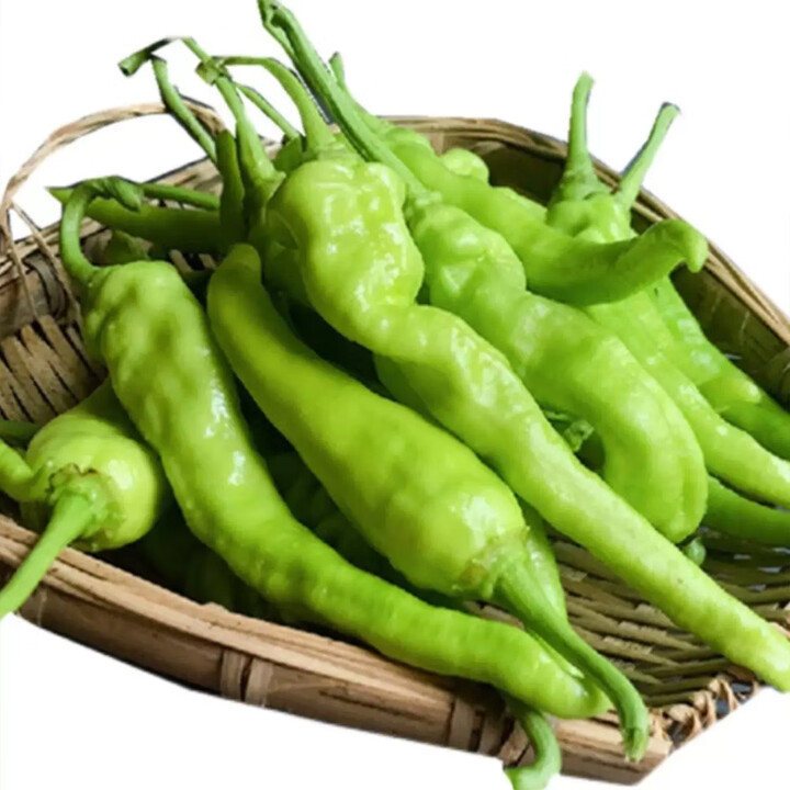 衢州特产龙游新鲜白辣椒采摘农家自种白皮土辣椒香辣味足稀有 3斤