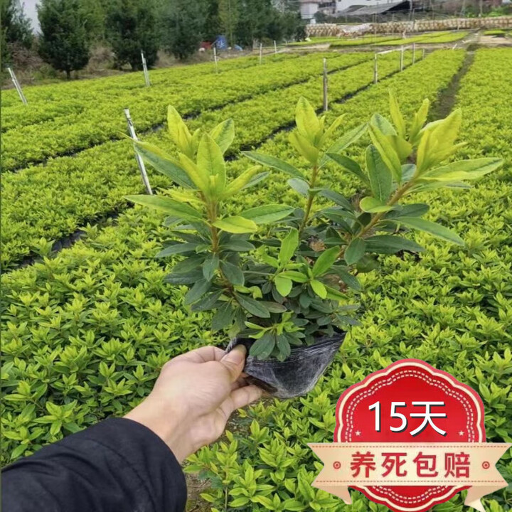 毛杜鹃苗映山红树苗庭院别墅绿化杜鹃花苗毛娟夏鹃毛鹃球苗木h 20--30厘米高10颗【图片 价格 品牌 报价】-京东