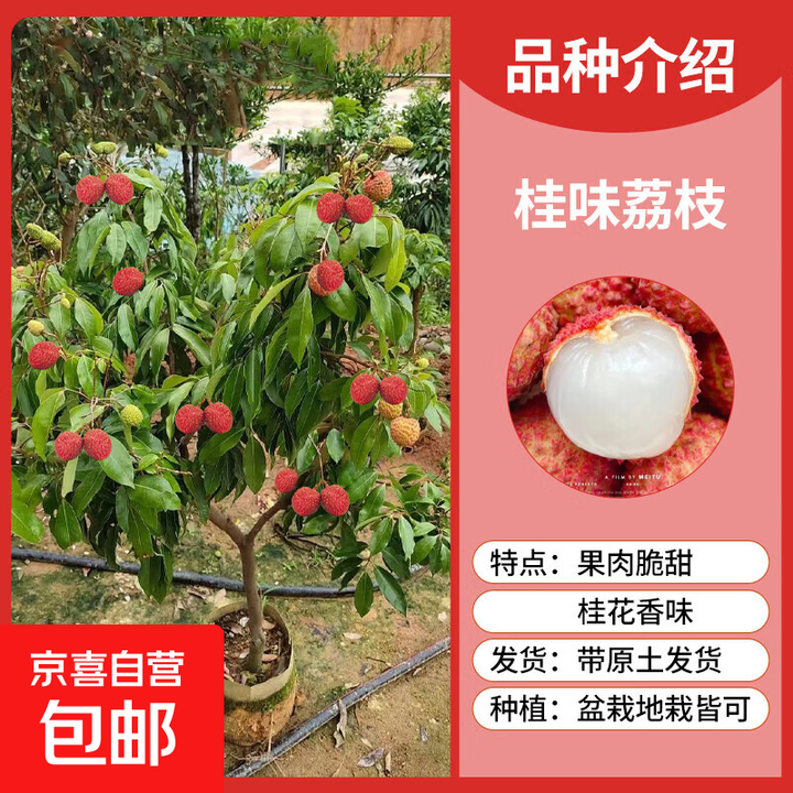 荔枝树特大号桂味妃子笑树无核盆栽室外北方南方种植果树 精选桂味1棵(90cm-1米高左右)【图片 价格 品牌 报价】-京东