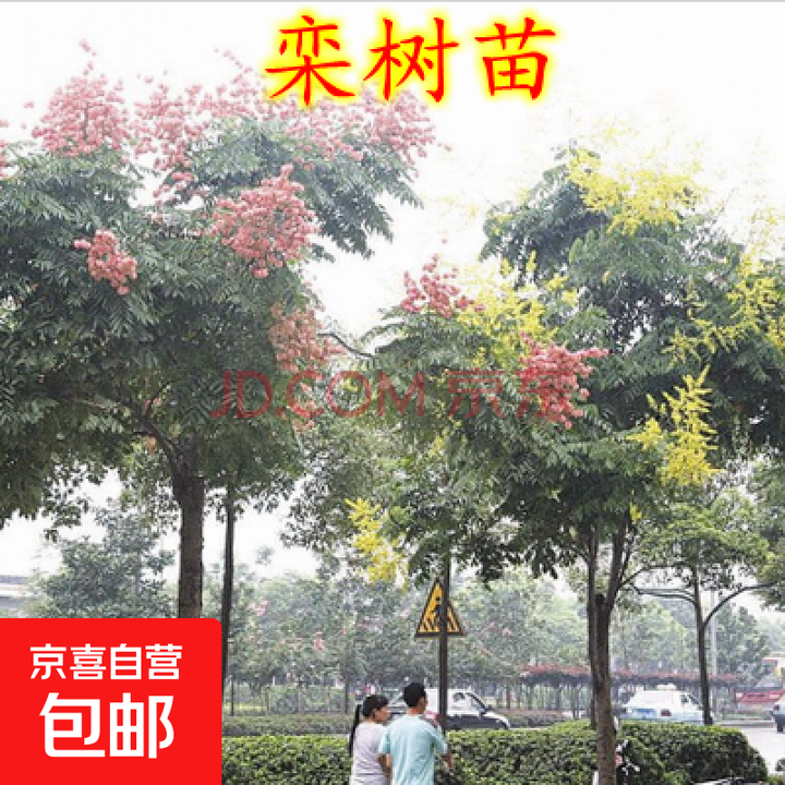 栾树苗黄山栾北京栾工程绿化苗木南栾北栾树苗栾树小苗庭院行道树 18厘米粗【一级壮苗】【图片 价格 品牌 报价】-京东