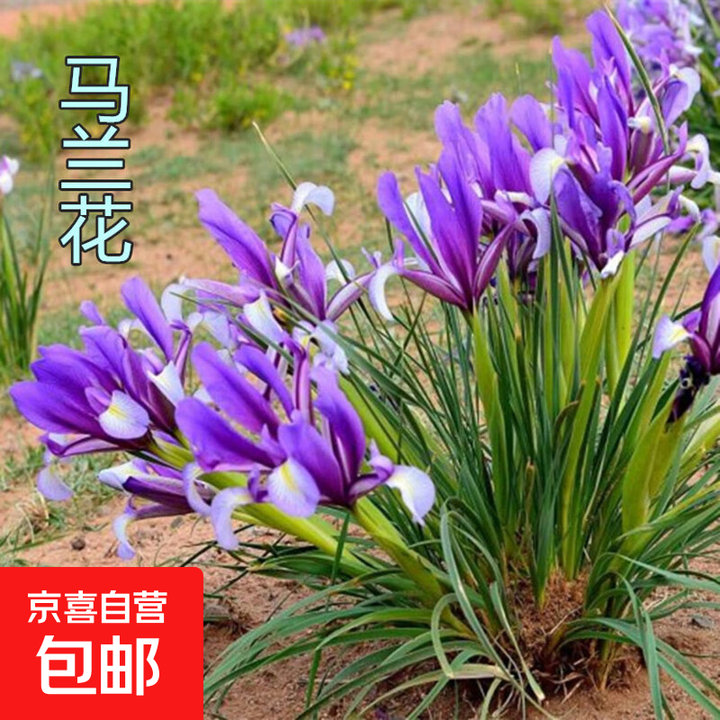 马兰花苗马莲种子多年生新采马兰花种子马蔺花苗马兰草苗耐旱耐涝 马莲马兰【苗100棵】【图片 价格 品牌 报价】-京东