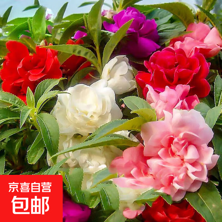 多色凤仙花种子指甲花种子观赏花卉种子草花观花种子景观绿化种子 混色凤仙花种子200粒【图片 价格 品牌 报价】-京东