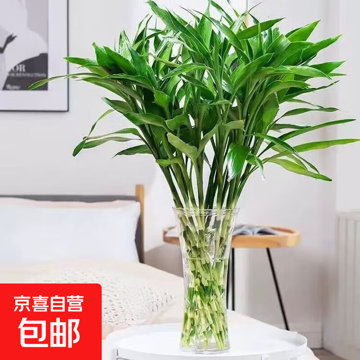 富贵竹龙竹转运竹红竹绿植年宵花春节装饰情人节送礼礼物 绿色水培富贵竹60cm10枝【图片 价格 品牌 报价】-京东