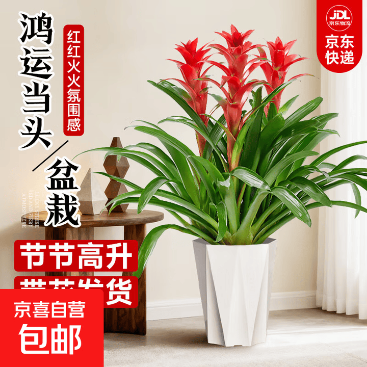 鸿运当头盆栽客厅室内大型带花绿植物红运当头大盆景真花年宵送礼 3株鸿运当头70-80cm【钻石树脂盆】【图片 价格 品牌 报价】-京东