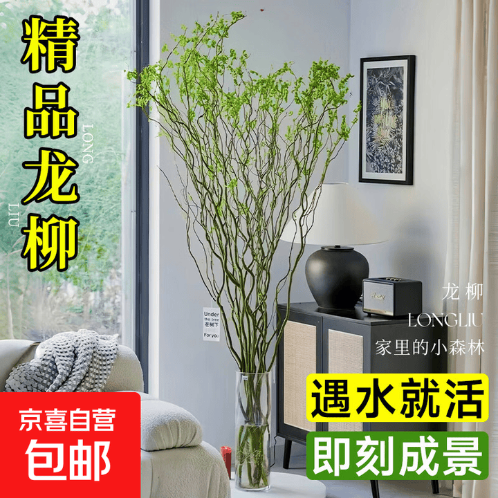 龙柳鲜枝水培植物雪柳干枝带花苞柳条枝客厅绿植花卉室内盆栽好养 龙柳鲜枝60cm高10支【修剪发货】+营养液【图片 价格 品牌 报价】-京东