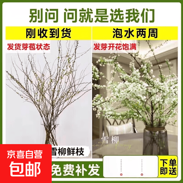 雪柳鲜枝干枝水养插花水培植物鲜花卉室内盆栽带花苞绿植龙柳好活 【体验款】S+级雪柳65-70cm6枝+营养液 不含花瓶【图片 价格 品牌 报价】-京东