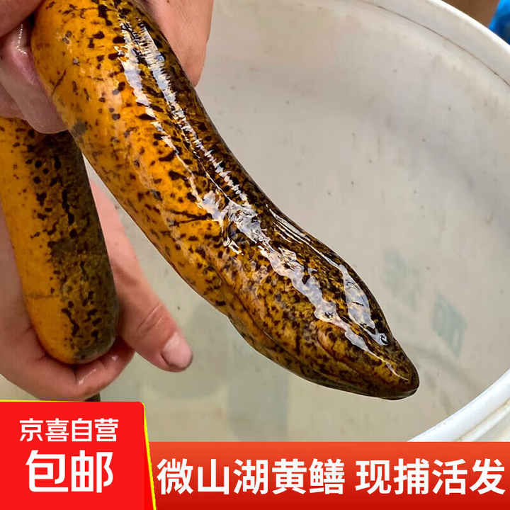 微山湖区鲜活黄鳝鱼特大黄鳝血鳝盘龙鳝长鱼蛇鱼活体到家 大号黄鳝2斤装【2-3条/斤】包活到家【图片 价格 品牌 报价】-京东