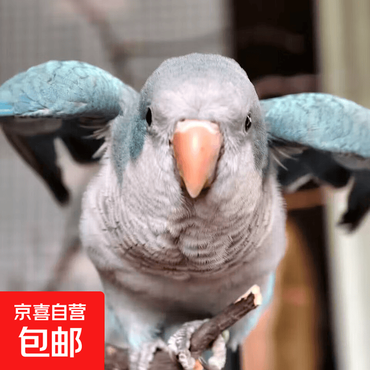 和尚鹦鹉幼鸟活体宠物会学说话的鹦鹉合法带标识亲人可上手家养鸟 纯手养蓝和尚一只(包邮包活 带卡)【图片 价格 品牌 报价】-京东