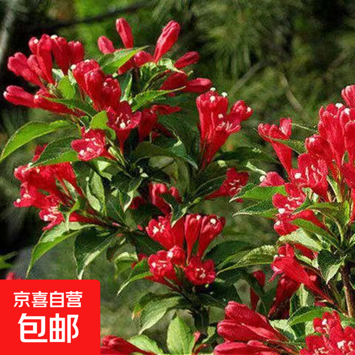五彩锦带树苗美国红王子锦带苗庭院锦带花卉盆栽地栽高档灌木花苗 丛生红王子锦带【7-8分枝】 111cm(含)-140cm(含)【图片 价格 ...