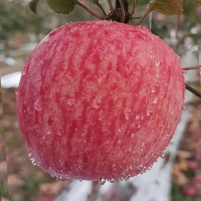 洛川苹果 陕西高原红富士苹果 脆甜多汁 新鲜时令水果生鲜苹果 产地直发 8枚80mm