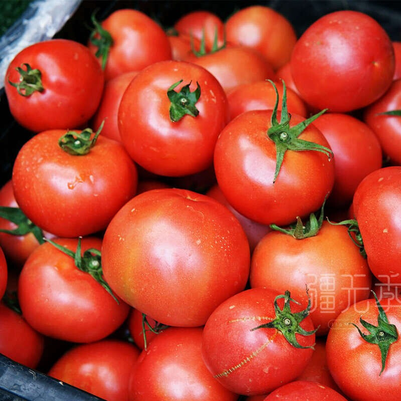 新疆特产  番茄 沙瓤 西红柿 生吃5斤 礼盒装