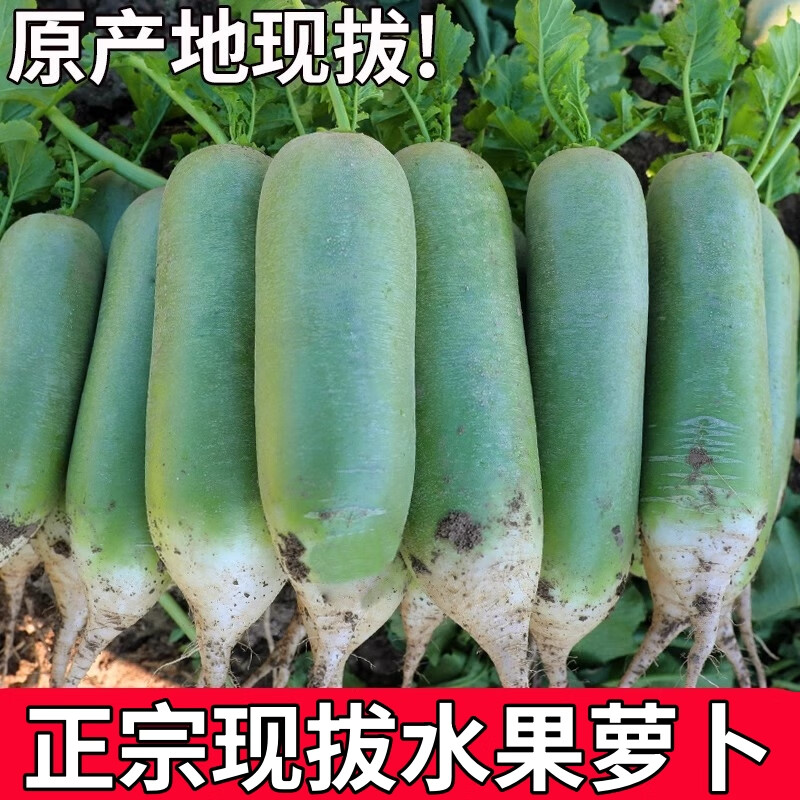 现挖正宗水果萝卜甜脆水果型青绿甜萝卜新鲜即食青萝卜特产整箱