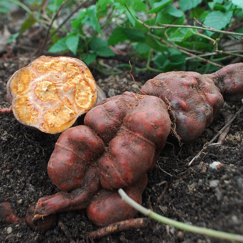 何首乌野生新鲜何首乌中药材何首乌苗鲜首乌赤首乌生首乌500克
