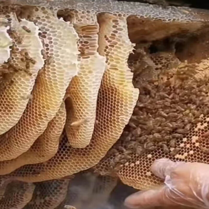 畲大叔端午节蜂蜜百花蜜椴树蜜纯蜂蜜无添加成熟蜜500g罐装 椴树蜜500g