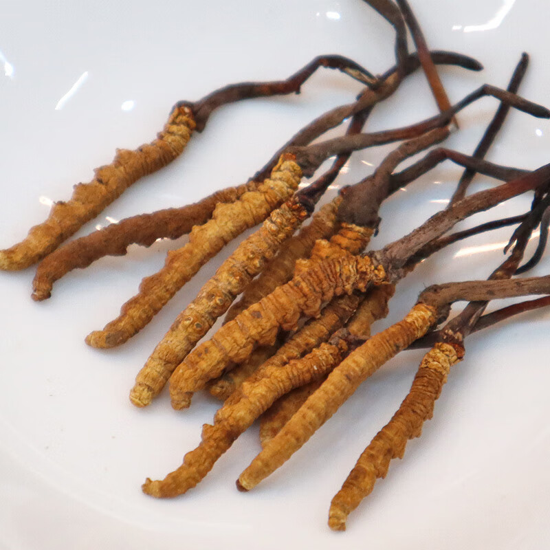 塞翁福 西藏冬虫夏草礼盒装 新干虫草精选礼盒装 虫体饱满 洁净度高 礼盒装20g