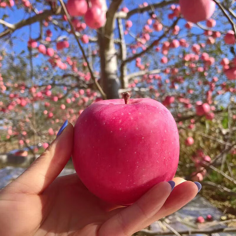 洛川苹果 陕西高原红富士苹果 脆甜多汁 新鲜时令水果生鲜苹果 产地直发 8枚80mm