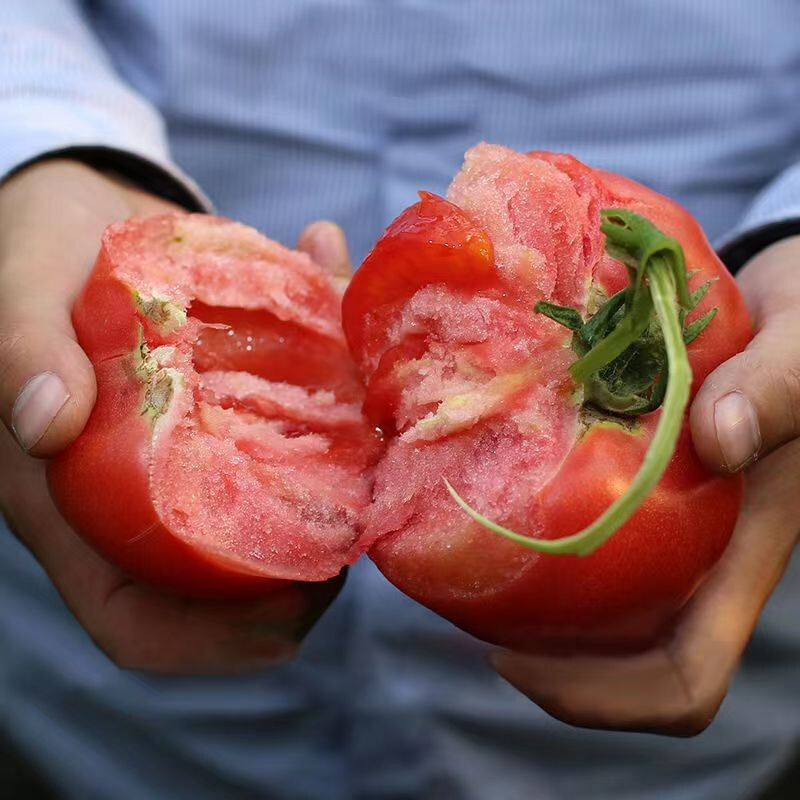 新疆沙瓤西红柿 普罗旺斯吐鲁番生吃番茄新鲜5斤坏果包赔桃太郎粉番茄露天自然熟绿色蔬菜顺丰航空 5斤