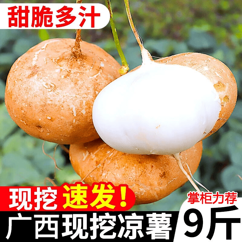 言觉广西凉薯新鲜现挖白心地瓜10斤 沙葛水果蔬菜农家番薯即食脆甜