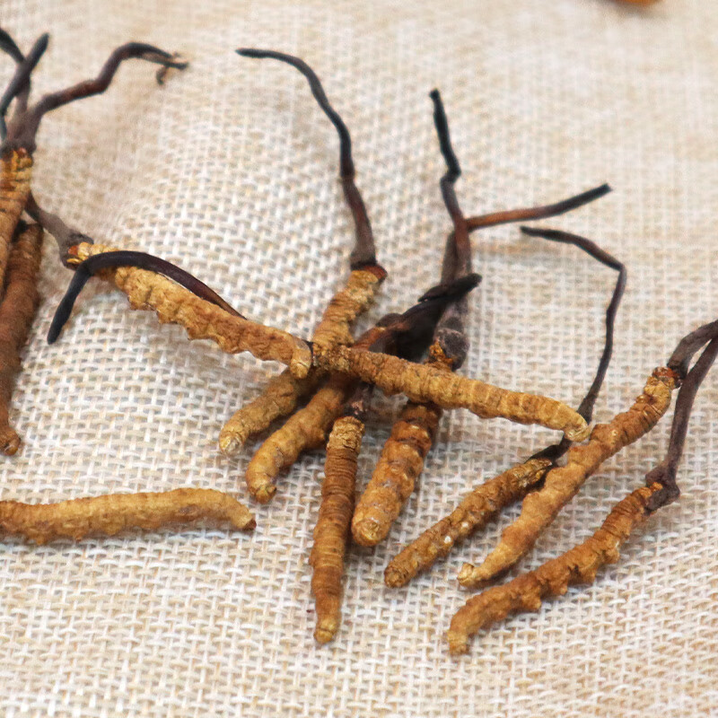 塞翁福 西藏冬虫夏草礼盒装 新干虫草精选礼盒装 虫体饱满 洁净度高 礼盒装20g