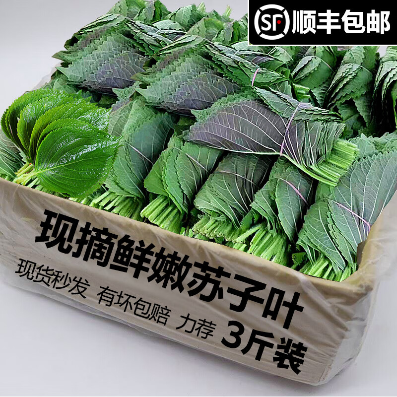 新鲜蔬菜苏子叶东北特产紫苏叶蘸酱菜烤肉煎肉韩式料理可食用