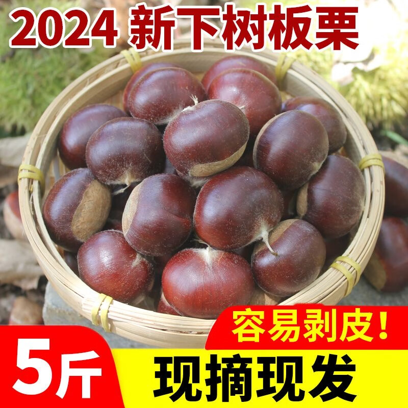 2024正宗河北迁西新鲜板栗栗子 生栗子生板栗新货小毛油鲜板栗