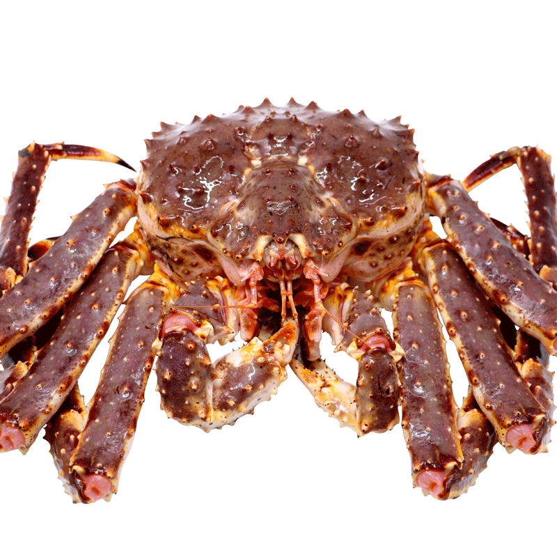 【活鲜】聚福鲜 鲜帝王蟹 海鲜年货 3500g