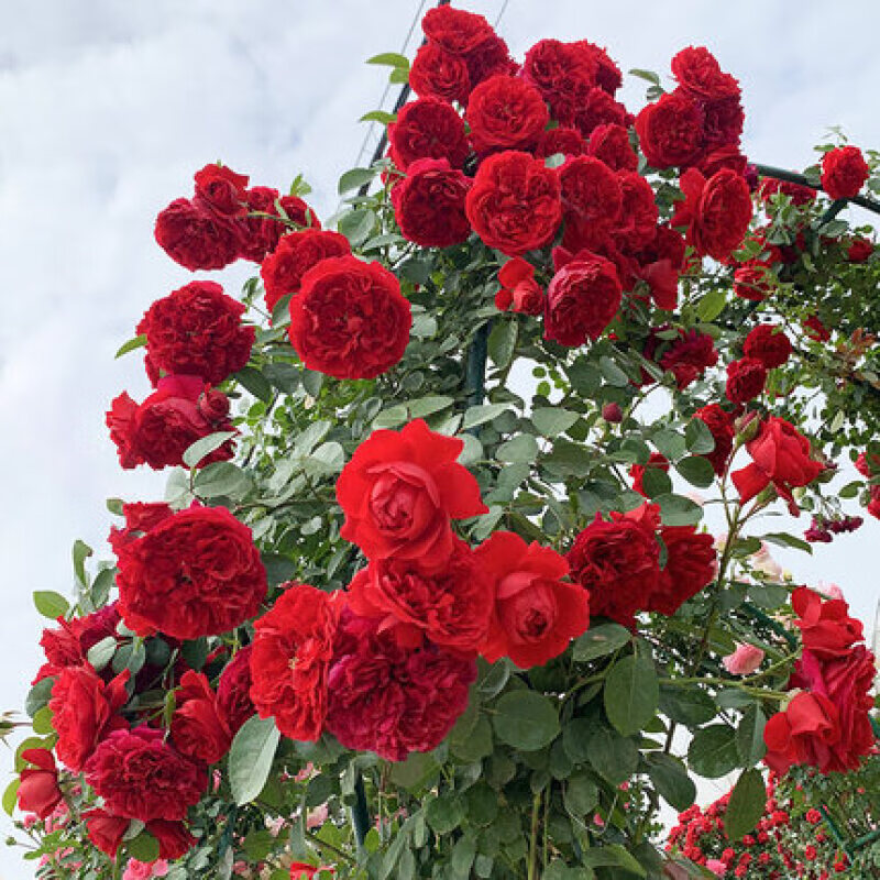 沭之美藤本月季花苗盆栽特大花苗庭院爬藤植物阳台蔷薇爬墙御用马车