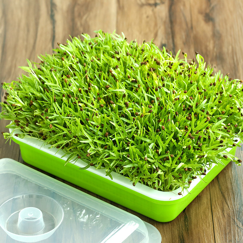 斯柏克豆芽发芽盆芽苗菜育苗盘无土栽培蔬菜水培豆苗种植托盘种子籽