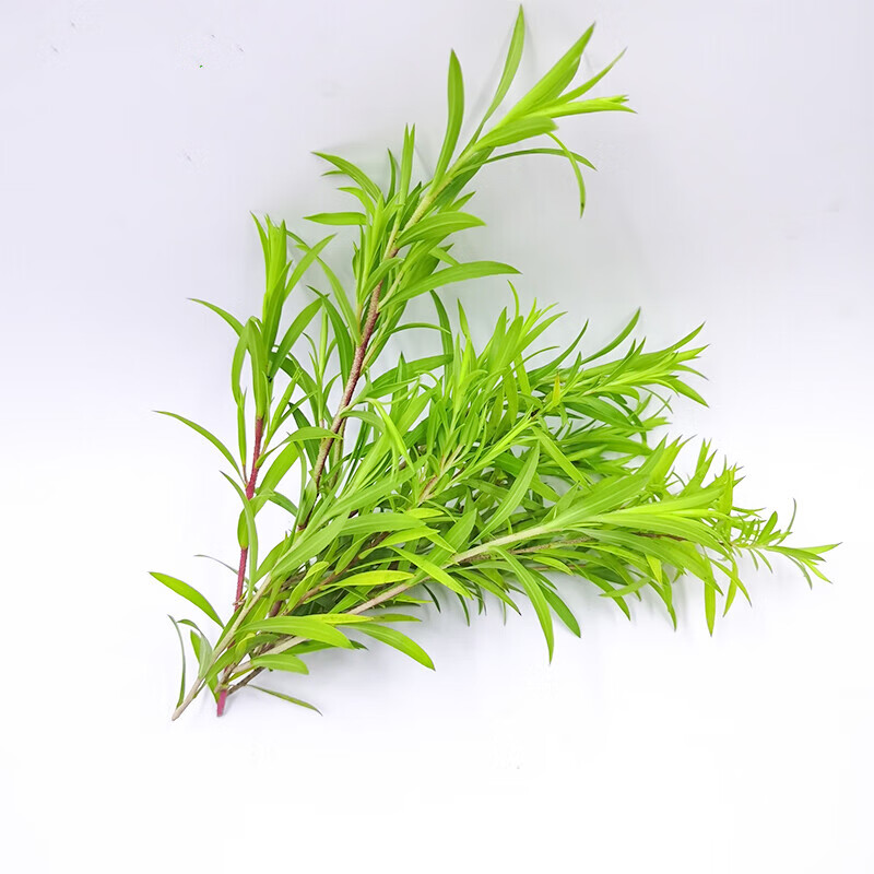 dj好物新鲜黄金柳芽黄松西餐日料烘焙酒店餐厅摆盘装饰点缀花草叶20g2