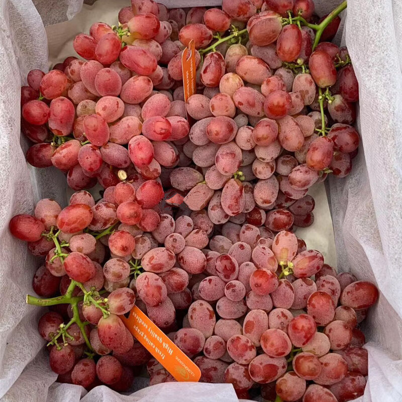 顺丰直达澳洲桂花香无籽红提2斤无核葡萄带香味脆甜时令新鲜水果坏果