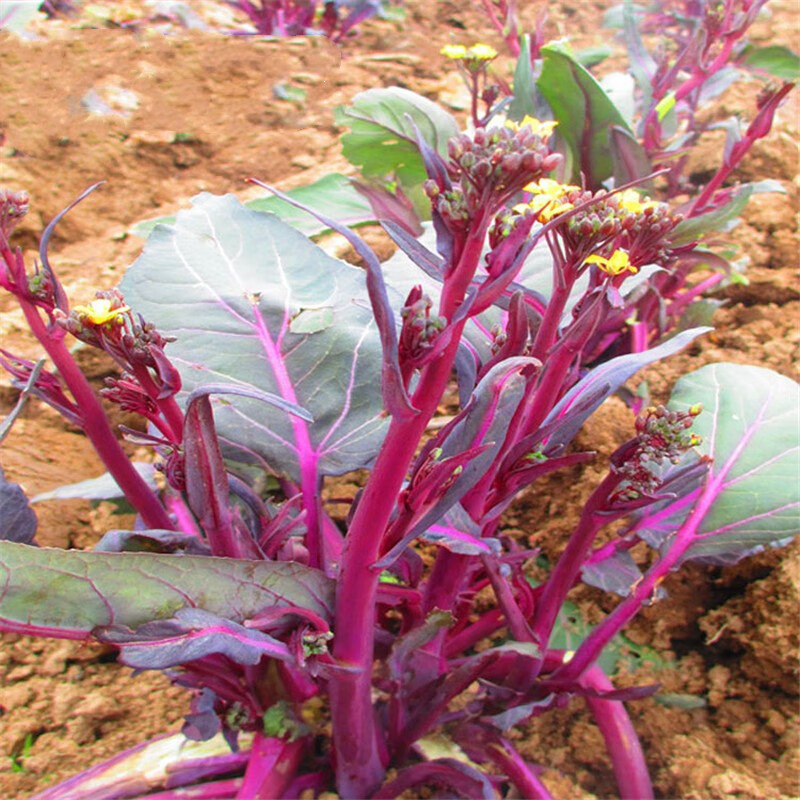 蔬菜种子 菜心十月红紫菜苔种子红菜苔种子四季阳台易播种 四季红菜苔