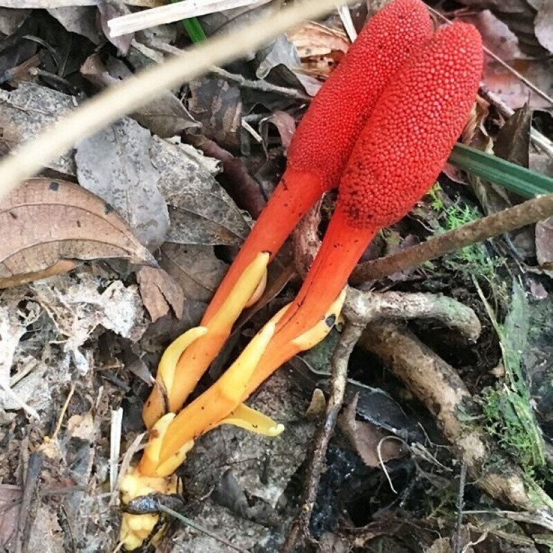 回春草250克顶天柱不老草泡酒料起阳草50克多规格可选泡酒50克