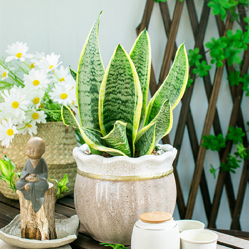 泰西丝 金边虎皮兰盆栽植物室内客厅花卉多肉四季常青好养虎尾兰大型