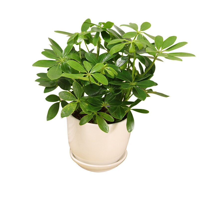 七叶莲盆栽植物七叶莲盆栽室内花卉z1九里香水培套餐含盆13d圆球含盆