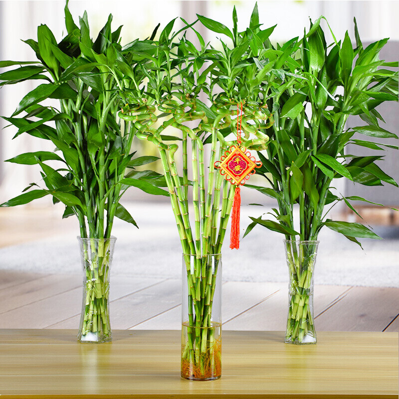 富贵竹观音竹水培植水养客厅绿植室内花竹子盆栽植物65cm大叶富贵竹10