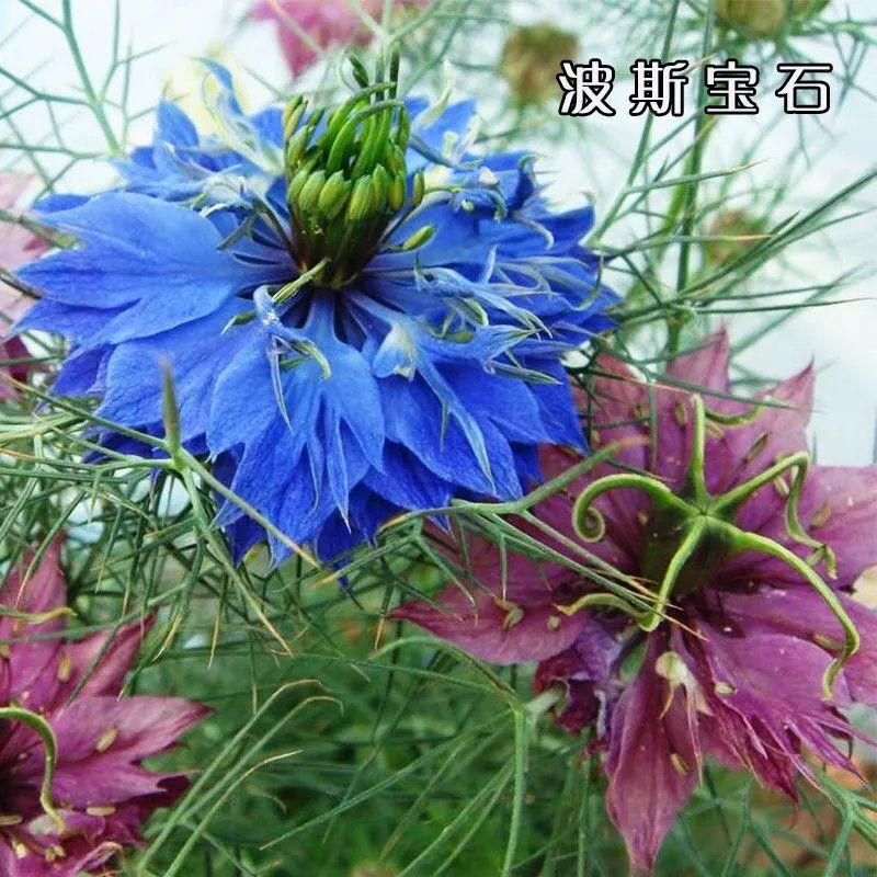 黑种草种子波斯宝石种子混色阳台盆栽花籽四季新手易种奇花异草观赏花