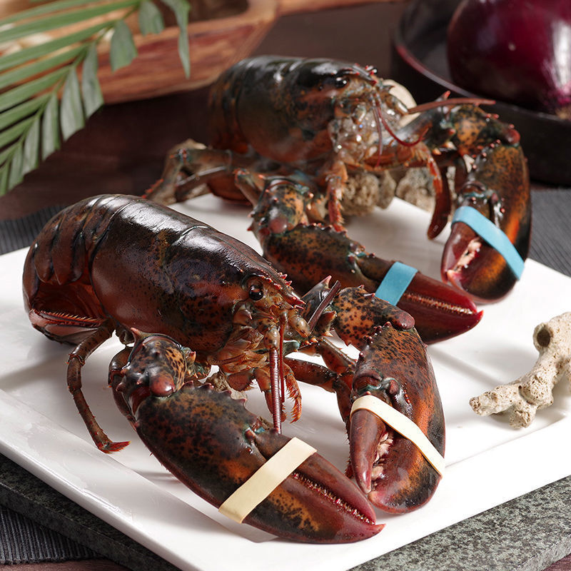 波士顿龙虾1到9斤每只超大冰鲜大龙虾加拿大波龙批发酒店商用零售青封