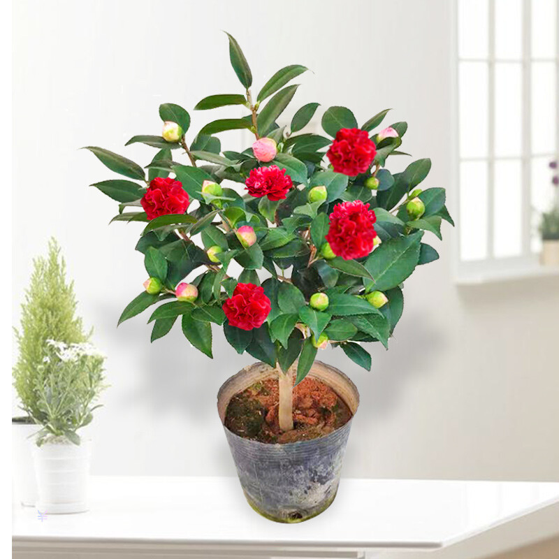 香妃山茶花盆栽树苗庭院阳台绿植花卉d7克瑞墨65厘米高不含盆