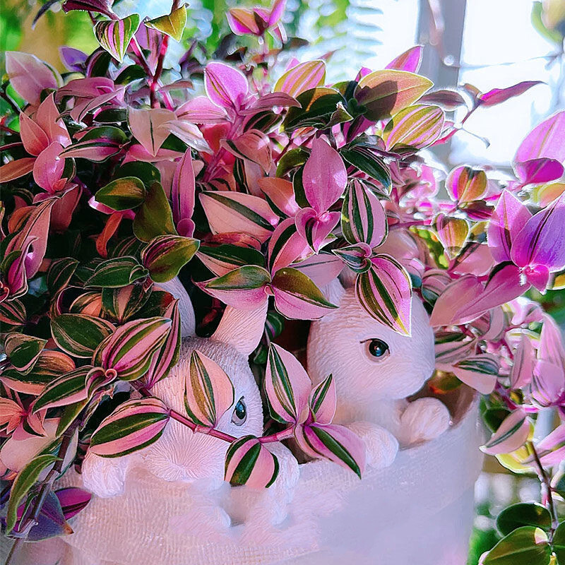 乾林轩油画婚礼吊兰盆栽带盆室内观叶水培植物桌面绿植盆栽 油画婚礼