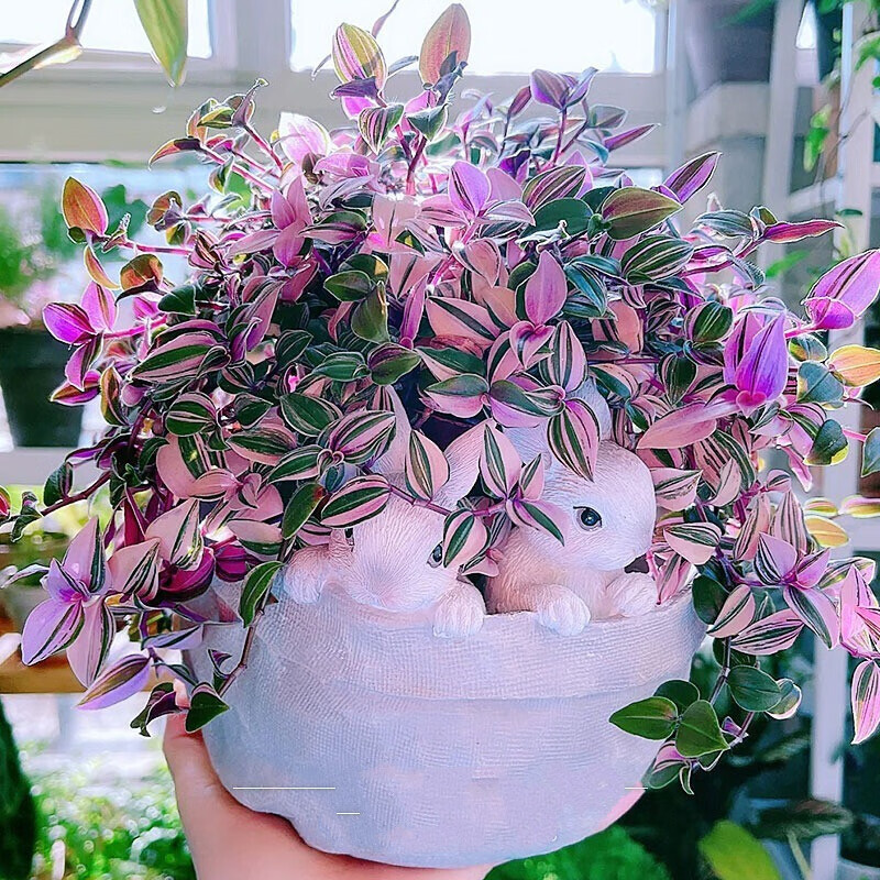 乾林轩油画婚礼吊兰盆栽带盆室内观叶水培植物桌面绿植盆栽 油画婚礼