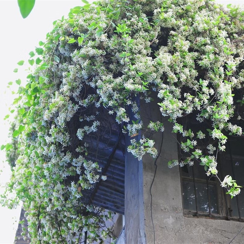 风车茉莉爬藤植物络石藤大苗室外花卉盆栽庭院阳台开花藤蔓花d7五年苗
