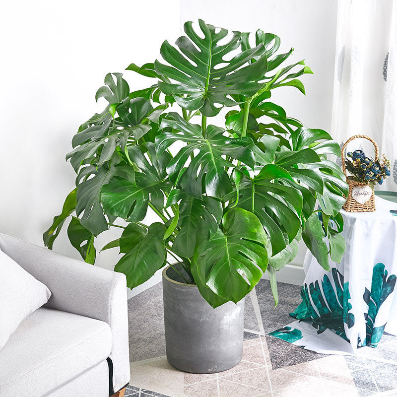 森岳龟背竹盆栽大叶室内绿植物 原盆 龟背竹70-80cm【图片 价格 品牌