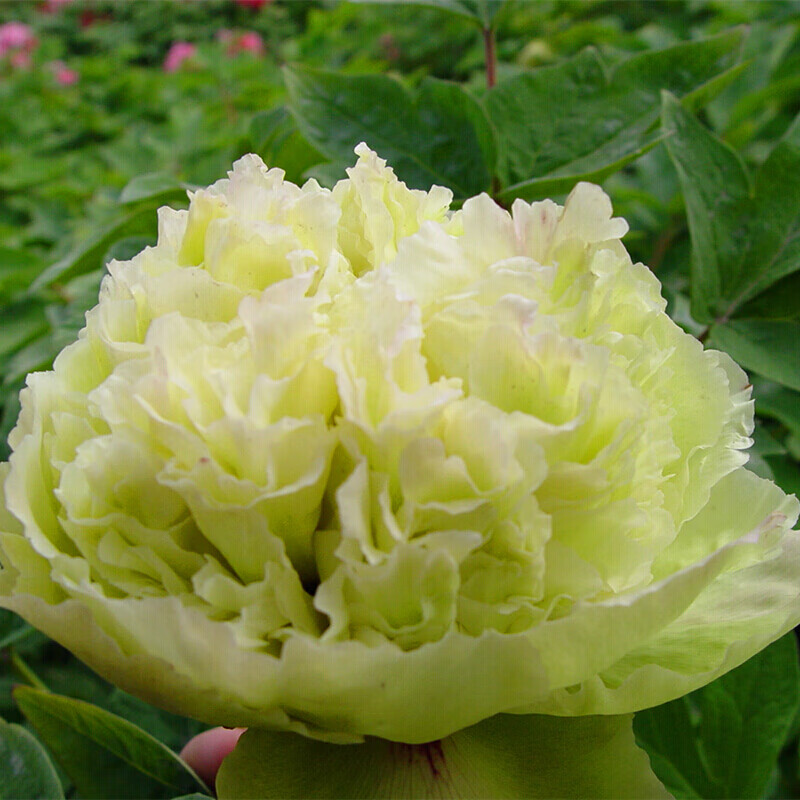 泰西丝牡丹花苗盆栽菏泽牡丹大苗盆栽花卉庭院室外阳台植物室内花白王