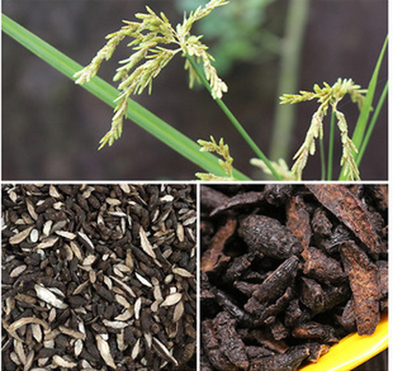 同仁堂中药材制香附片 制香附子 制香附片 香附子 炙香附片 500克